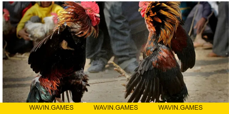 Sảnh SV368 Đá Gà LU888: So Sánh Các Hình Thức Cược Phổ Biến - wavin.games - WAVIN.GAMES
