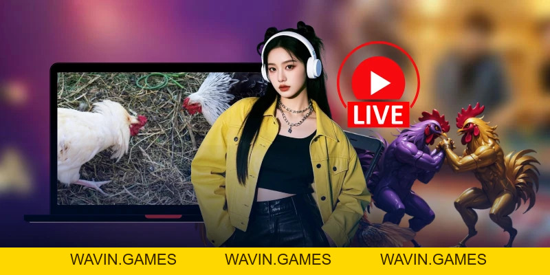 Bí Kíp Đá Gà Thomo LU888: Lý Do Sảnh Cược Được Tin Dùng - wavin.games - WAVIN.GAMES