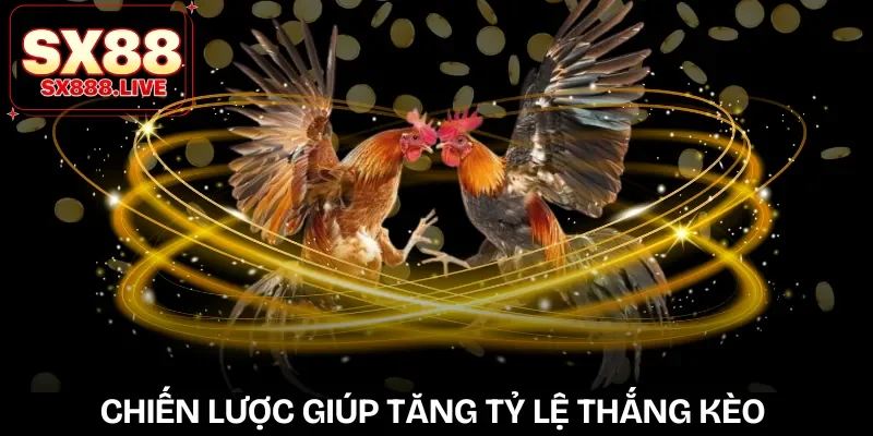 Đá Gà 988 | Cẩm Nang Cho Người Chơi Mới Muốn Thử Sức - WAVIN.GAMES