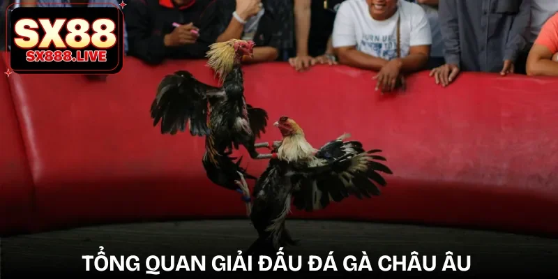 Đá Gà C1 Châu Âu - Trải Nghiệm Đỉnh Cao Tầm Quốc Tế - WAVIN.GAMES