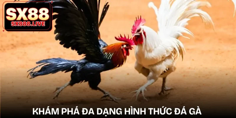 Đá Gà SX88 - Cá Cược Mang Tính Gay Cấn, Mãn Nhãn - WAVIN.GAMES