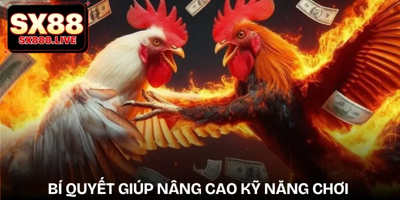 Đá Gà SX88 - Cá Cược Mang Tính Gay Cấn, Mãn Nhãn - WAVIN.GAMES