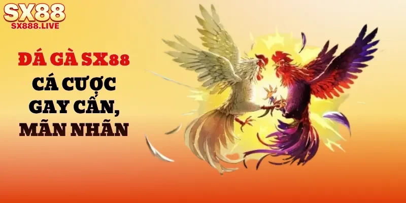 Đá Gà SX88 - Cá Cược Mang Tính Gay Cấn, Mãn Nhãn - WAVIN.GAMES