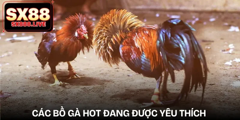 Trực Tiếp Đá Gà Thomo - Cá Cược Phong Cách Campuchia - WAVIN.GAMES
