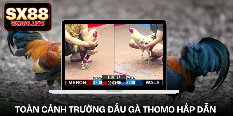 Trực Tiếp Đá Gà Thomo - Cá Cược Phong Cách Campuchia - WAVIN.GAMES