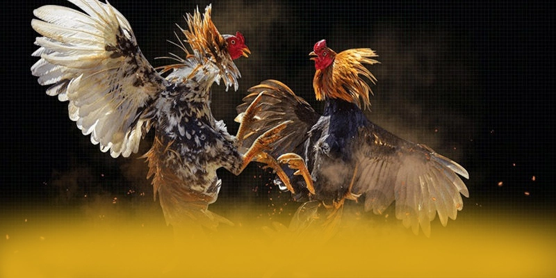 8XBET - Nhà cái có thưởng lớn 2026 - wavin.games - WAVIN.GAMES