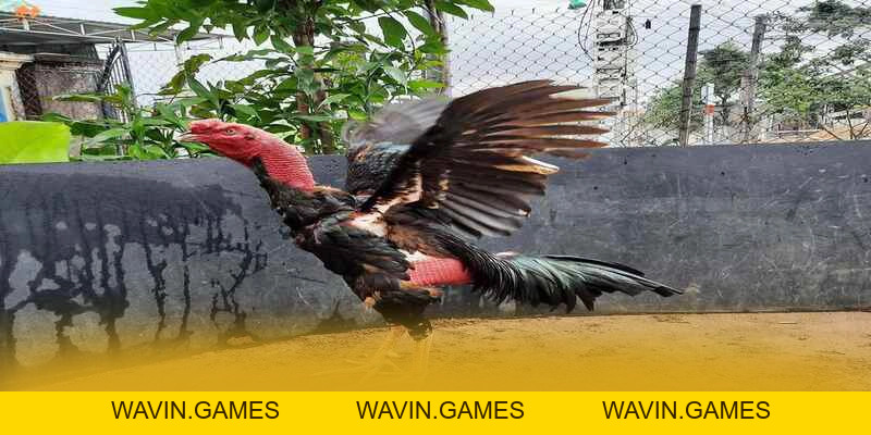 GOOD88 - Cổng trò chơi được đánh giá cao số 1 Việt Nam - wavin.games - WAVIN.GAMES GOOD88 - Cổng trò chơi được đánh giá cao số 1 Việt Nam - wavin.games - WAVIN.GAMES