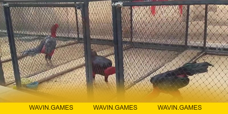 8XBET - Nhà cái có thưởng lớn 2026 - wavin.games - WAVIN.GAMES